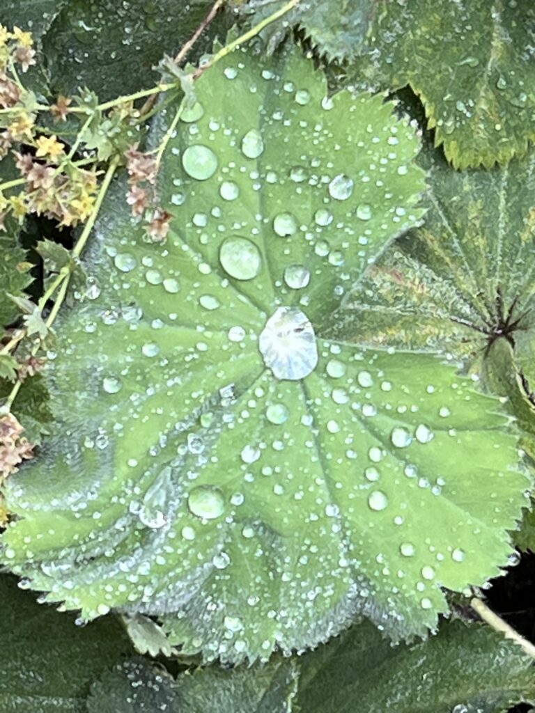 Patti Smith besucht während ihrer Europe-Tour 2025 in Zurich das Grab von James Joyce in Fluntern – Sprachvirtuose, Wanderer, Weltliterat.
